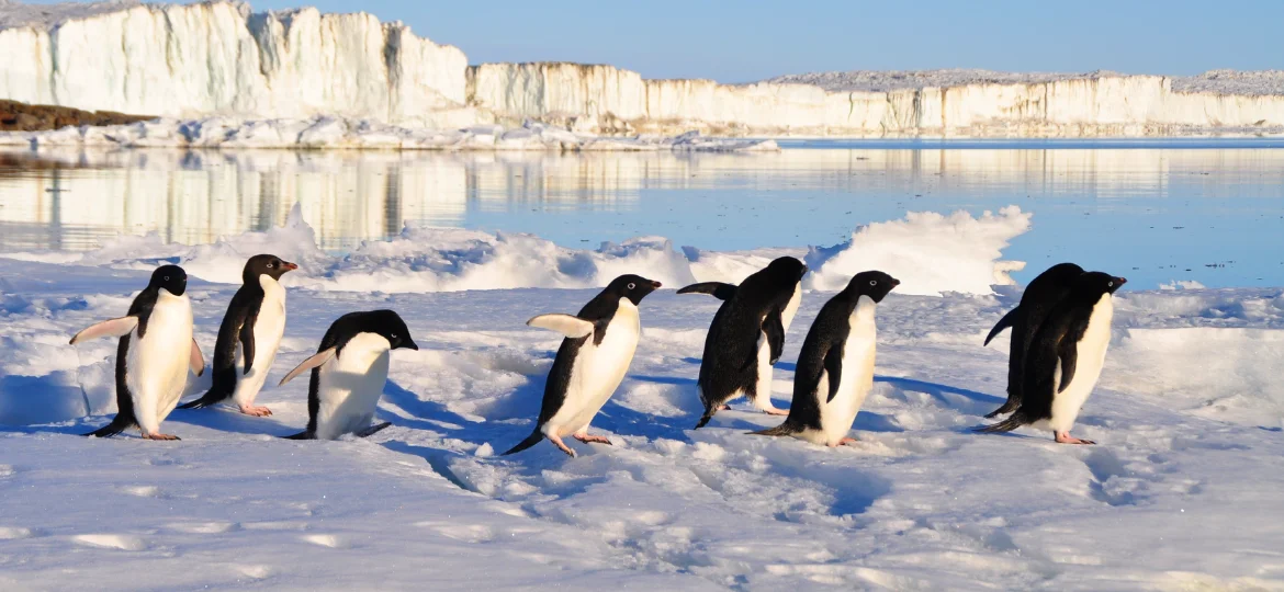 Arctic and Antarctic cruises